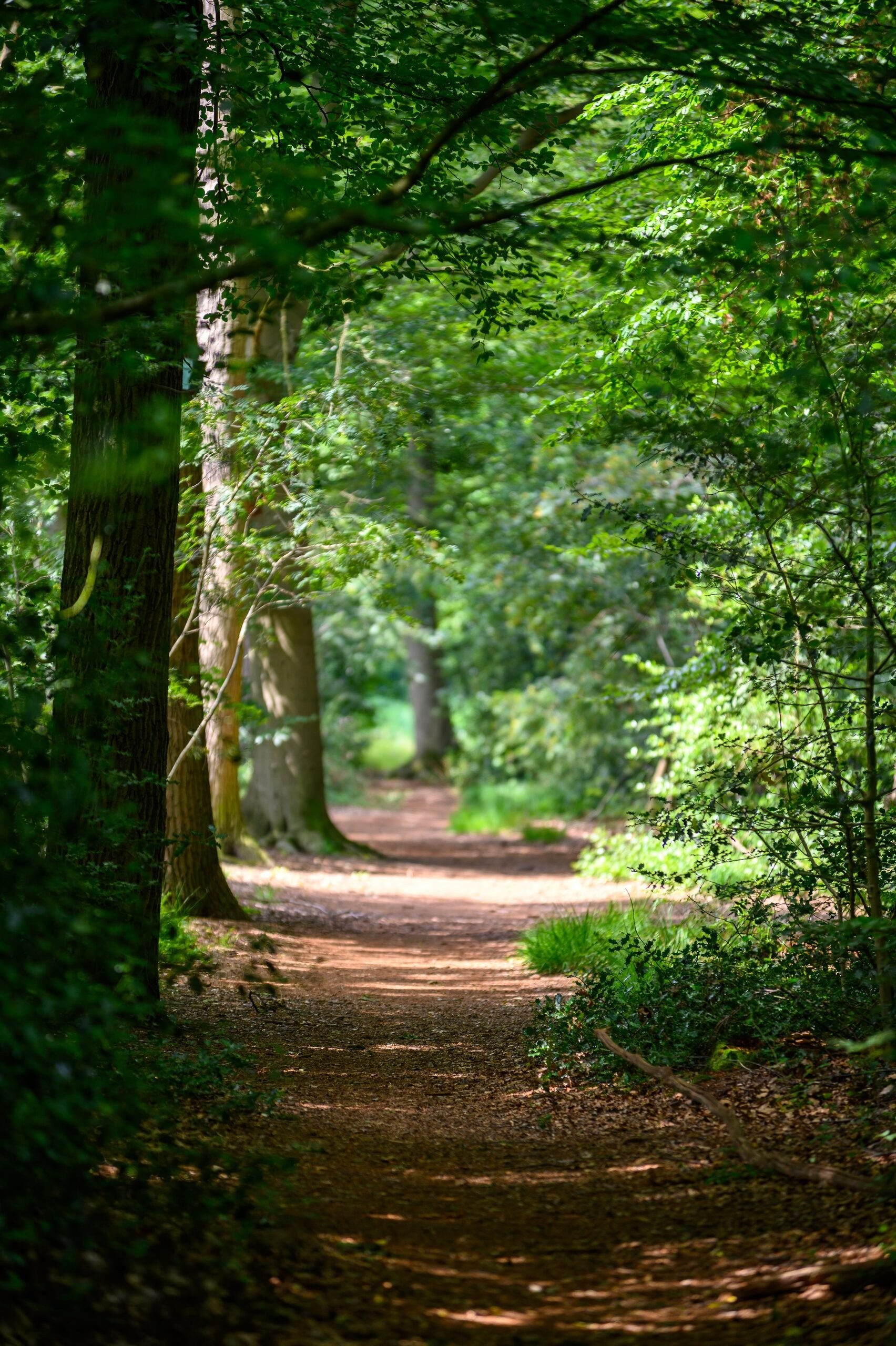 Forest holiday park De Egelshoek 6a33cafbb9476