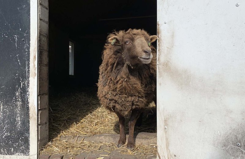 Dierenweitje foto 11