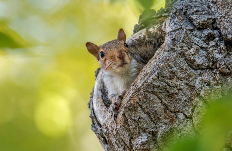 Eekhoorn de egelshoek 3