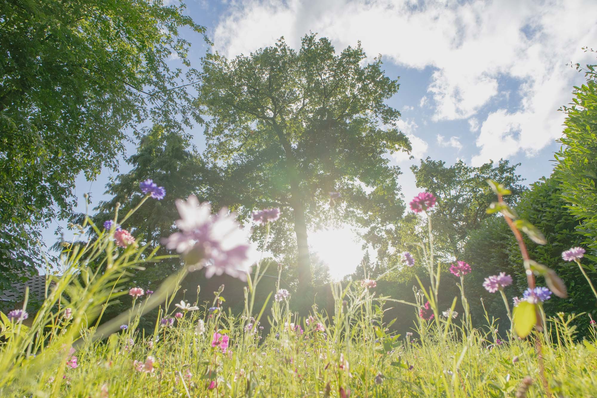 Nature on the park