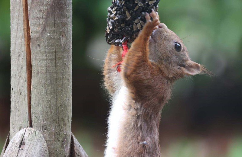 Frequent park visitors